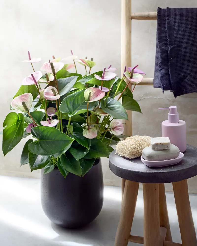 Anthurium
