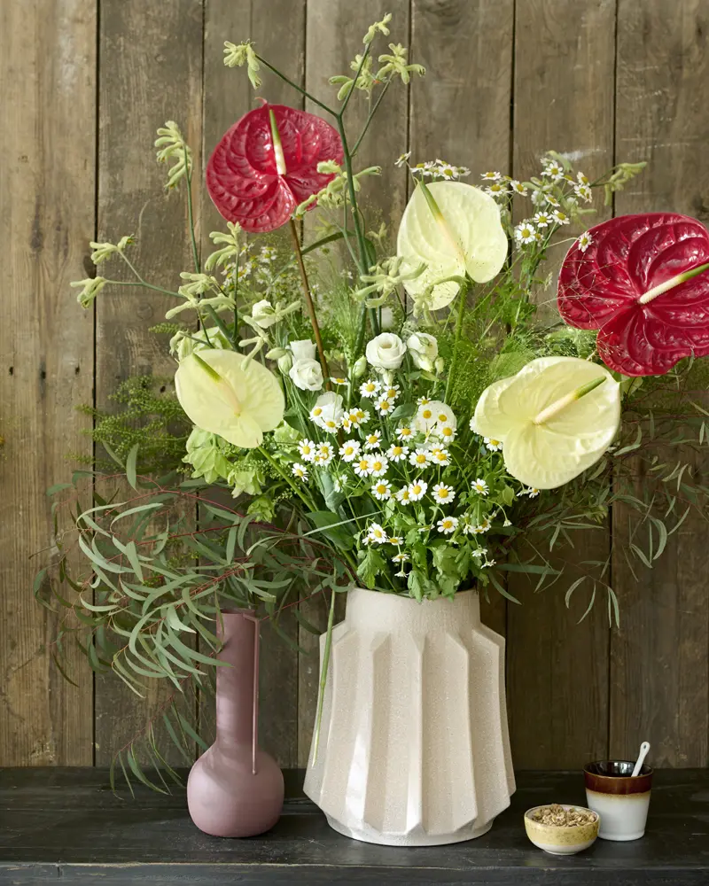 Anthurium